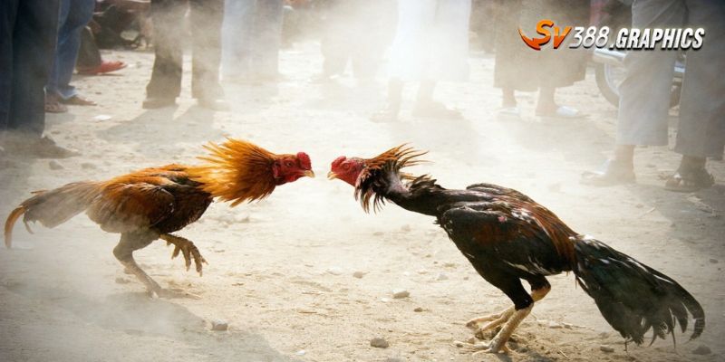 Đá Gà Sv388 - Thiên Đường Giải Trí SV388 Trực Tiếp Kịch Tính Đá gà cựa sắt sôi động