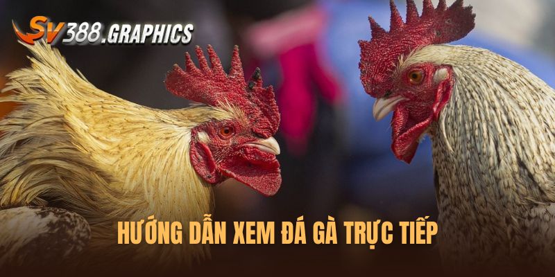 SV388 Đá Gà Trực Tiếp: Nơi Cung Cấp Đa Dạng Nhiều Trận Đấu Hướng dẫn cách xem đá gà trực tiếp